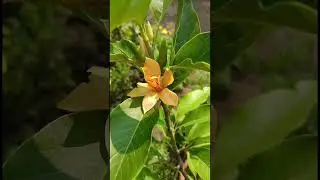SWARNA CHAMPA.Magnolia champaca(Magnoliacea family)