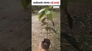 ಜಾಯಿಕಾಯಿ ಗಿಡ ಎಲ್ಲಿ ಸಿಗುತ್ತವೆ? ಈ ವಿಡಿಯೋ ನೋಡಿ #nutmeg #shorts