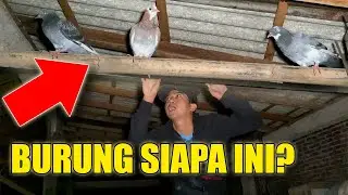 JANGAN DITIRU!! MALEM - MALEM TANGKAP MERPATI ORANG