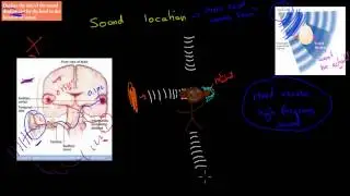 C.6.7. Sound shadow and sound location (HSC biology)