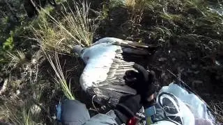 Paraglider crashes into Eagle - POV (subtitles)