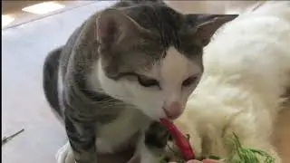 Funny Cats and Kittens Meowing Compilation is Pick Vegetables - Belle and Ben Ben Become a Chef
