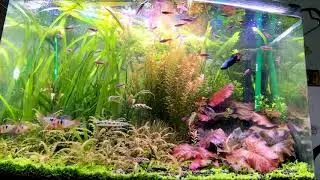 短鯛 都吃什麼呢？ 今天來講講什麼飼料對魚比較好呢？