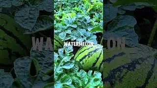 The fruit with the best folate content for cell regeneration