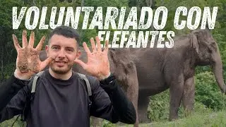 🥺 Voluntariado en Tailandia | Santuario de Elefantes | Camilo Rojas Vlogs