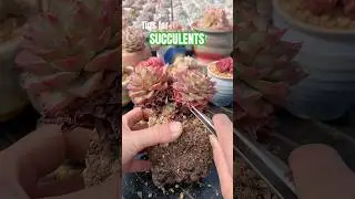 [ASMR] Removing Dry Leaves from Succulents | Relaxing Plant Sounds