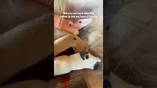 It&rsquo;s an absolute miracle! Omg. #borzoi #puppies #litter #dogsofyoutube