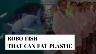 Robo fish that can eat plastic | Robo fish can be digested by large fish |tech news