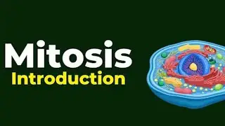 mitosis | what is mitosis | stages of mitosis | cell division #mitosis #celldivision