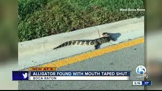 Alligator found with mouth taped shut in Boca Raton