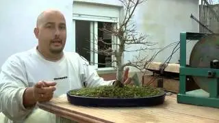 Crear invierno artificial en Bonsai