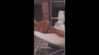 Le chat surfeur