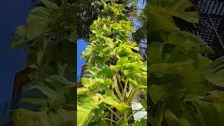Beautiful nature of Cambodia. #nature #travel #cambodia #phnompenh #shorts #shortsvideo