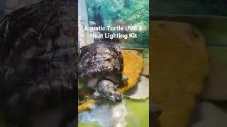 Aquatic Turtle UVB & Heat Lighting Kit to Turtle and he runs away! #nyc #turtle #uvb