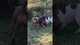 Xl Bully Playtime