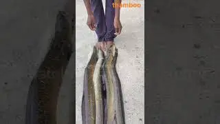 Big Tambu Fish || Eel Fish hunting Eel Fish Catching #bigeelfishing​ #ahteshamkhanfishing​
