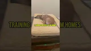 Helping your dog relax after Christmas excitement