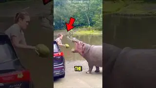 3 Animals With Bone-Crushing Bite Force!😱