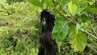 Primitive Technology: Too Cold Because of the Rain So I Don't Want to Eat🌿🇲🇨