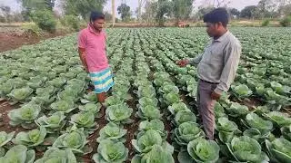 syngenta bc79 cabbage.
