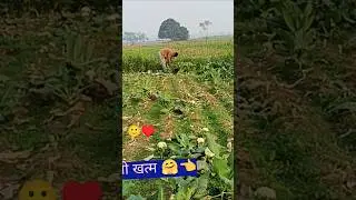फूल गोभी अब खत्म #nandkishorsinghofficial #ganvkilifestyle #village #farming #blogging