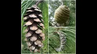 Field collection of female cones of Gymnosperms.