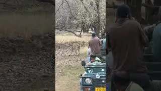 Tiger spotted in Ranthambore national park Zone 3 #ranthambore #tiger #safari