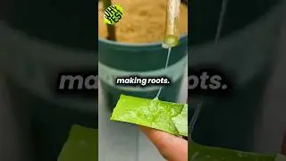 Real Life Plant Copy & Paste Glitch