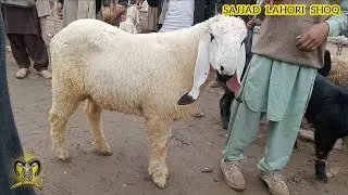 Lahore Mandi update kajale chhatre aur mundre chhatre desi chatra desi bakre aur dube Sajjad Lahori 