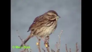 Bruant chanteur/Song Sparrow