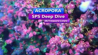 Acropora - SPS Deep Dive with Treasure Corals