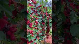 #fruits #vegetablelover