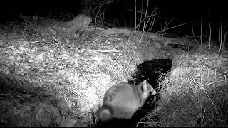 Raccoon Fishing in an Icy Maine Creek | Winter Trail Cam Footage