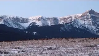 Spirit of the Elk (Wapiti)