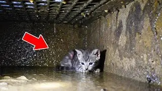 [Full Story] Chased by Dogs, a Tiny Kitten Falls Into a Dark Sewer and Vanishes