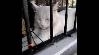 Vancat very sleepy and tired van cat