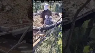 Eagle Dad give shade to eaglets #eaglesnest #eagle #birds #nest #nature #eagles