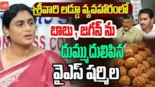 దుమ్ముదులిపిన షర్మిల YS Sharmila About Tirupati Laddu Controversy | Animal Fat | YOYO TV Channel