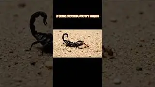 Who won: Ant or Scorpion?, You won't believe it #ant #scorpion #wildlife