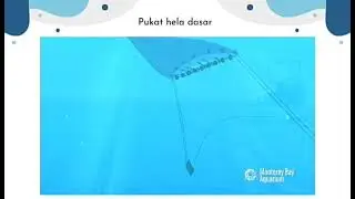 Pukat Hela (Trawl)