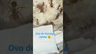 Ovo de uma formiga rainha #formigarainha #insetos #formigas #biologia #antkeeping