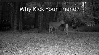 Why Kick Your Friend?