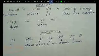 mollusca and echinodermata examples trick