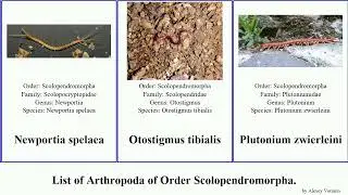 List of Arthropoda of Order Scolopendromorpha. scolopendra giant centipede parisi orientalis Chris