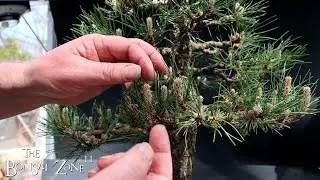 Candle Pinching My Austrian Pine, The Bonsai Zone, April 2024