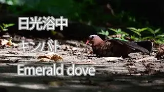 【日光浴中】キンバト Emerald dove