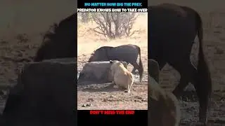 Lioness Epic Hunting📈☠️ #viralshorts#viralytshorts #shorts#animalshorts #ytshorts #wildlife #animal
