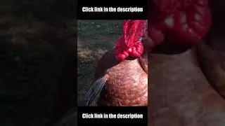 Try Not To Laugh | Funny Turkey Bird Video Compilation #Shorts