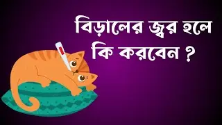বিড়ালের জ্বর হলে করণীয় কি ? বিড়ালকে কি প্যারাসিটামল খাওয়ানো যাবে? Cat Fever Treatment.