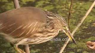 Indian Pond Heron or Ardeola grayii caught fishing, on camera